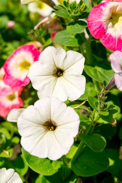夏日花园中带着深色中间的白色花瓣 — 图库照片