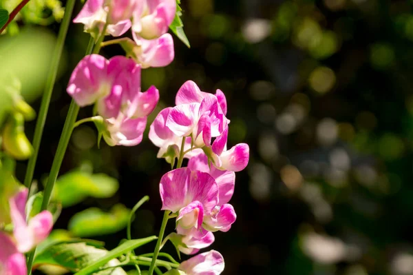 Groch Słodki Kwitnący Ogrodzie Letnim Lathyrus Odoratus Zdjęcie Stockowe