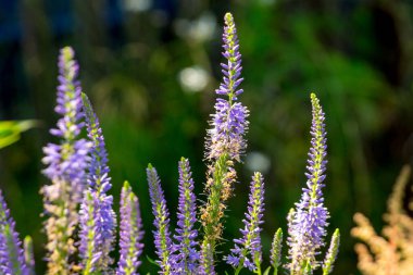 Veronica longifolia (bahçe hız limitleri veya uzun yaprak hız limitleri) yaz bahçesinde.