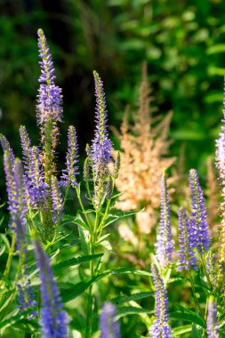Veronica longifolia (bahçe hız limitleri veya uzun yaprak hız limitleri) yaz bahçesinde.