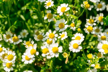 Güneşli yaz bahçesinde Pyrethrum partenium (Altın Yosun)
