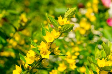 Güneşli bir yaz bahçesinde Lysimachia