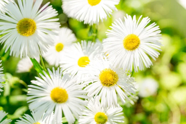 White Erigeron Summer Sunny Garden — Stock Photo, Image
