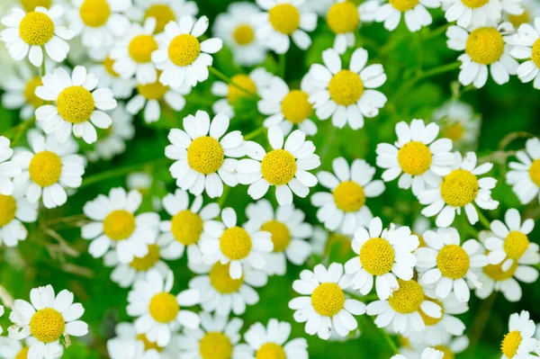 Güneşli yaz bahçesinde Pyrethrum partenium (Altın Yosun)