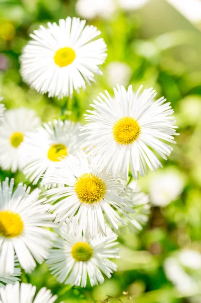 White Erigeron Summer Sunny Garden — Stock Photo, Image