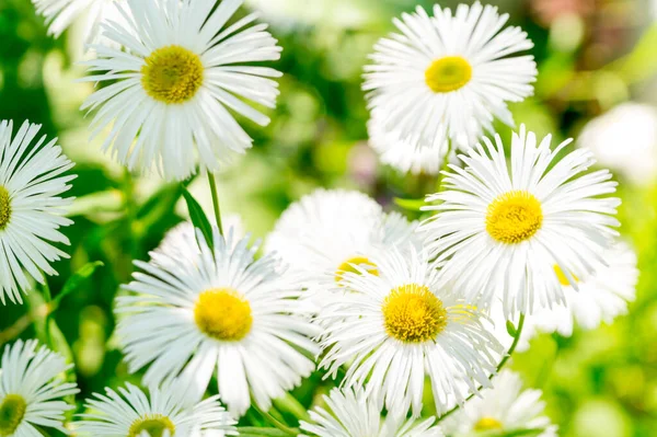 White Erigeron Summer Sunny Garden — Stock Photo, Image