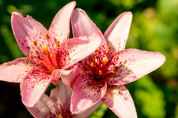 Güneşli bir yaz bahçesinde kırmızı benekli pembe zambaklar.