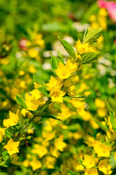 Güneşli bir yaz bahçesinde Lysimachia
