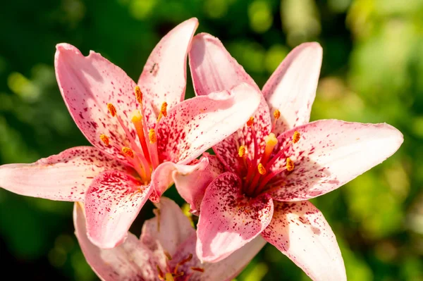 Różowe Lilie Czerwonymi Plamkami Słonecznym Ogrodzie Letnim Zdjęcia Stockowe bez tantiem