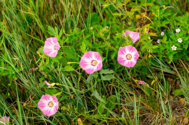 Hakassia 'nın Steppe otları: Pembe alan loach' ı (konvolvulus arvensis))
