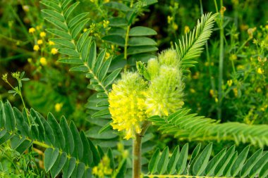 Hakassia 'nın Steppe otları: Astragalus' un sarı çiçekleri.