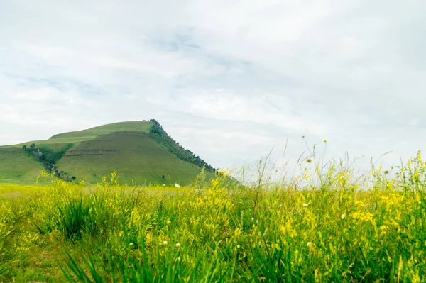 Çiçek açan bozkırların arasında yeşil tepeler.