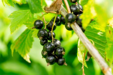 Yaz bahçesinde siyah frenk üzümü. Ribes Nigrum.