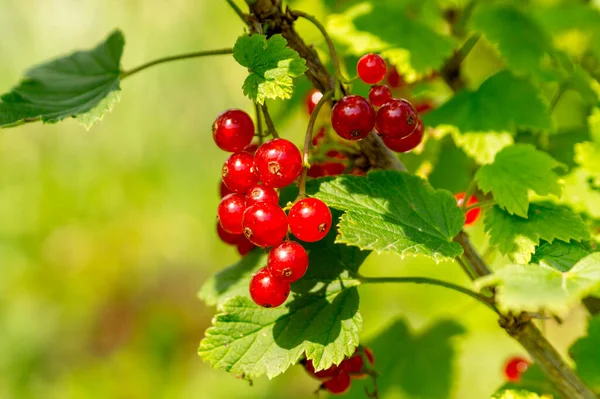 Yaz bahçesinde frenk üzümü. Ribes Rubrum.