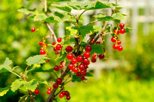 Yaz bahçesinde frenk üzümü. Ribes Rubrum.