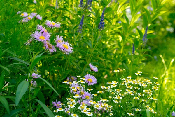 Yaz bahçesinde çiçekler: leylak erigeronu, beyaz pirethrum ve veronica longifolia. 