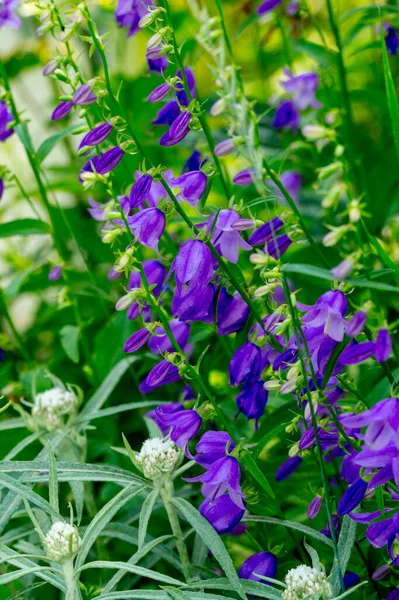 Flores Bluebell Jardín Verano —  Fotos de Stock