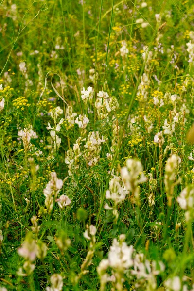 Kvetoucí Louka Letní Stepi — Stock fotografie