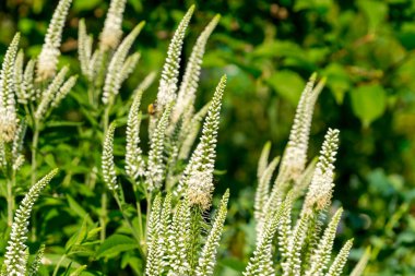 Beyaz Veronica longifolia (bahçe hız limitleri veya uzun yaprak hız limitleri) yaz bahçesinde.