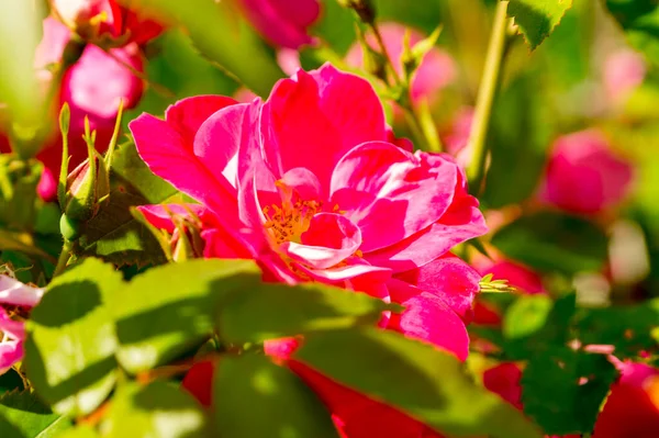 Yaz bahçesinde pembe gül çiçekleri.