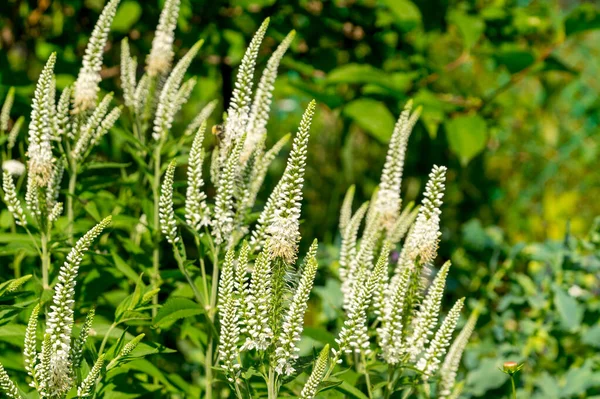Beyaz Veronica longifolia (bahçe hız limitleri veya uzun yaprak hız limitleri) yaz bahçesinde.