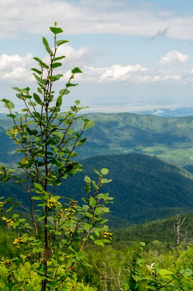 Yaz manzarası. Dağların arka planında kızılağaç.