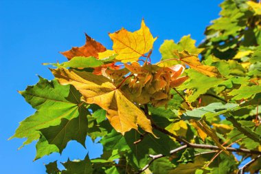 Parkın adı T.G. Shevchenko, DNU Öğrenci Sarayı, Gözlem Güvertesi, Dnipro Şehri, Ukrayna 