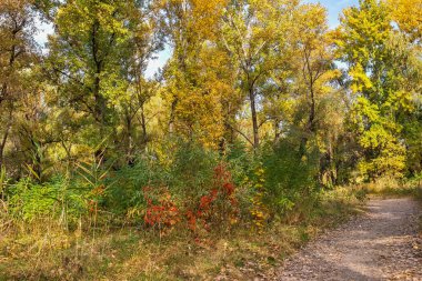 Altın sonbahar, Zafer Çemberi 'nde beklenti, Dinyeper nehrinin yanında bir tükürük, Katedral bölgesi, Dinyeper şehri, Ukrayna 