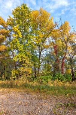 Altın sonbahar, Zafer Çemberi 'nde beklenti, Dinyeper nehrinin yanında bir tükürük, Katedral bölgesi, Dinyeper şehri, Ukrayna 
