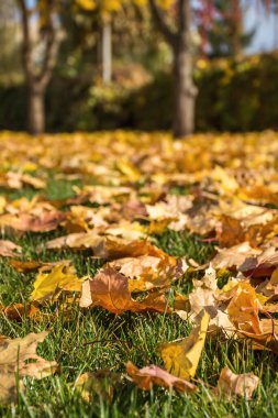 Golden Autumn, Prospect on the Victory Embankment, Pribrezhny Park, Cathedral District, Dnipro City, Ukrayna 