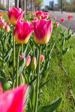 Laleler, bahar çiçekleri, Dnipro şehri, Ukrayna