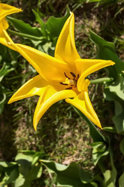 Tulipán Tavaszi Virágok Dnipro Város Ukrajna — Stock Fotó