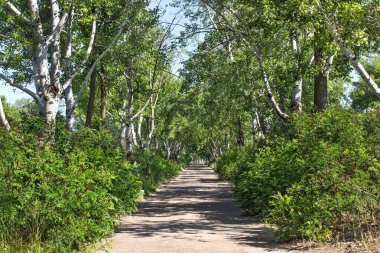 Monastyrsky Adası, Yaz Şehri Dnepr, Dnepropetrovsk, Ukrayna