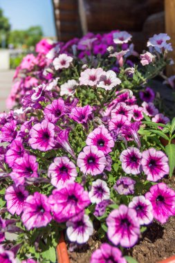 Yaz şehri Dnipro, Lenin Embankment, Sicheslavskaya Embankment, Beyaz Kuğu Çeşmesi, Ukrayna