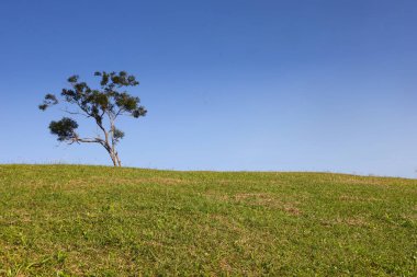 Yamaçtaki yeşil çimlerin manzarası .