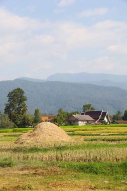 pirinç samanı çeltik tarlasında Güzel dağ ve açık mavi gökyüzü