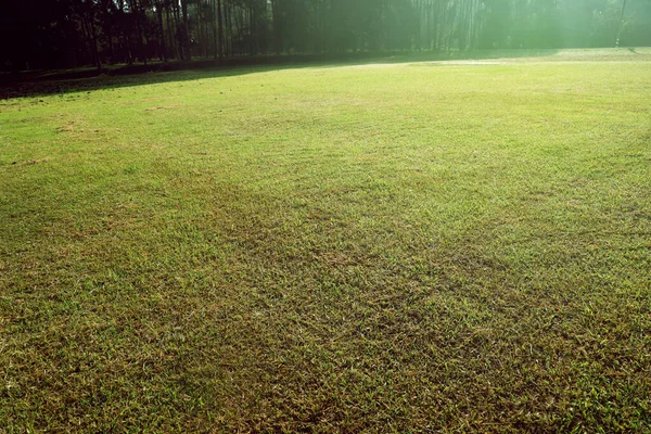 Landschaft Blick Auf Grünes Gras — Stockfoto