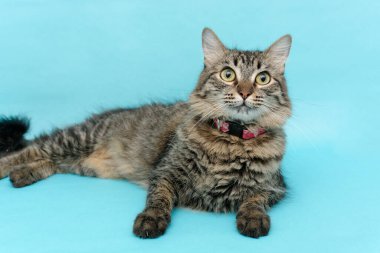 Mavi arka planda yatan güzel kedi yavrusu