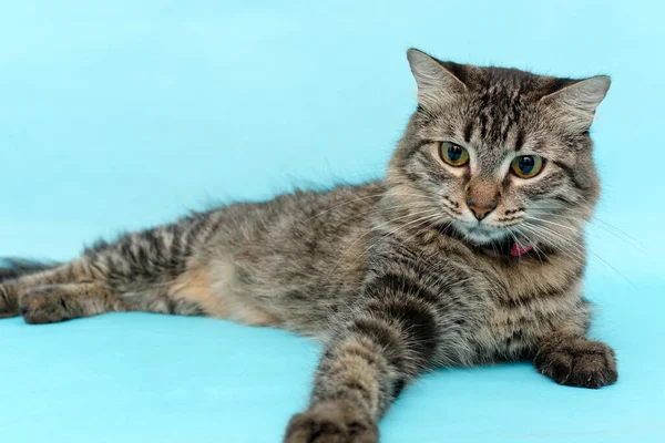 Hermoso Gatito Acostado Sobre Fondo Azul —  Fotos de Stock