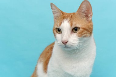 Mavi arka planda kedi portresi. İzole edilmiş hayvan..