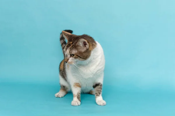 Retrato Gato Sobre Fondo Azul Mascota Aislada —  Fotos de Stock