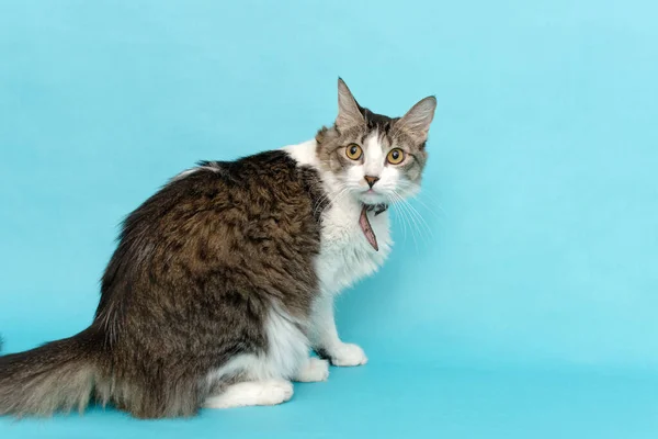 Retrato Gato Sobre Fondo Azul Mascota Aislada —  Fotos de Stock