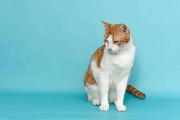 Cat Portrait Blue Background Isolated Pet — Stock Photo, Image