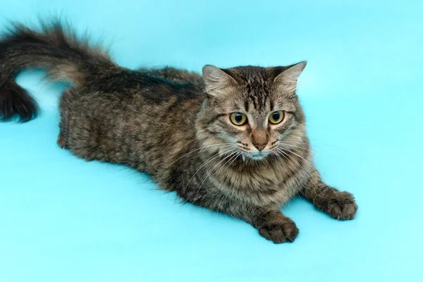 Retrato Gato Sobre Fondo Azul Mascota Aislada —  Fotos de Stock