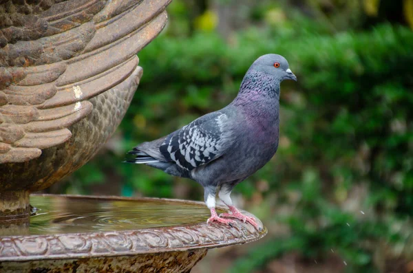 Carrier pigeon in a garden fountain. Dark blue pigeon perched on a garden fountain.