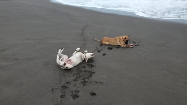 Cani Che Crogiolano Giocano Nella Sabbia Sulla Spiaggia Spiaggia Sabbia — Video Stock