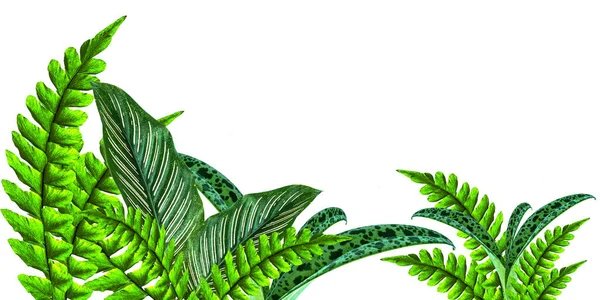 Original Size Collected Leaf Fern Isolated White Background Close — Stock Photo, Image