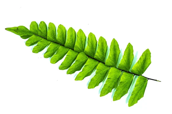 Original Size Collected Leaf Fern Isolated White Background Close — Stock Photo, Image