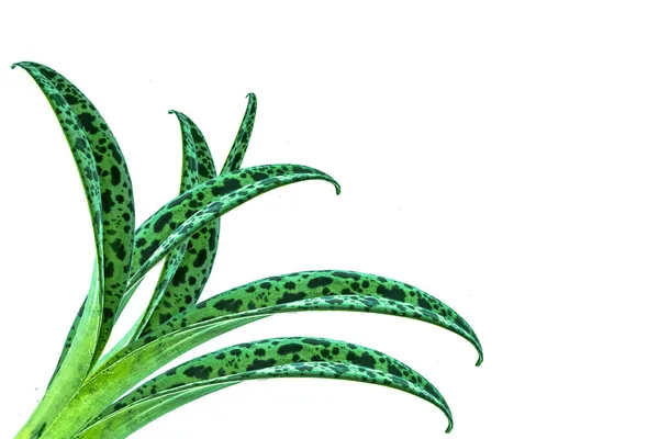Zielone Liście Kurkumy Curcuma Longa Imbirowe Lecznicze Rośliny Ziołowe Izolowane — Zdjęcie stockowe