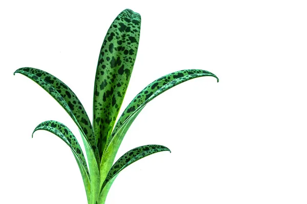 ウコンの緑の葉 クルマ ロンガ 白い背景に隔離された生姜薬用植物 クリッピングパスが含まれています — ストック写真